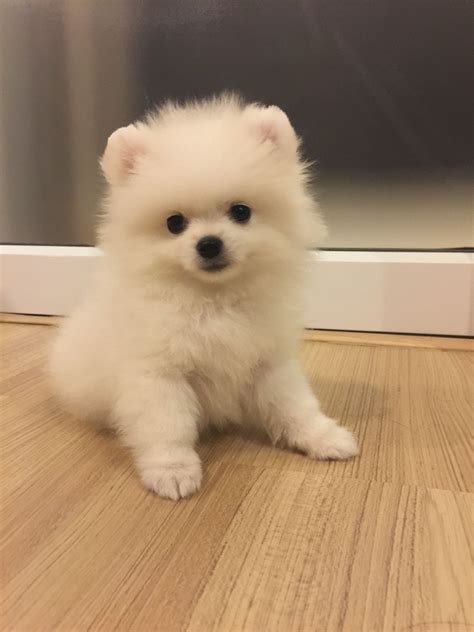 pomeranian puppies for sale miami